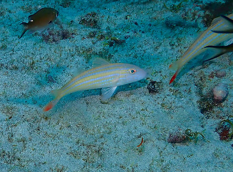 West African goatfish - Pseudupeneus prayensis Diving in Sal, Cabo Verde.  Cape Verde,Fall,Geotagged,Pseudupeneus prayensis
