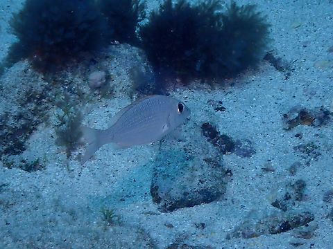 Common pandora - Pagellus erythrinus Diving in Sal, Cabo Verde.  Cape Verde,Common pandora,Fall,Geotagged,Pagellus erythrinus