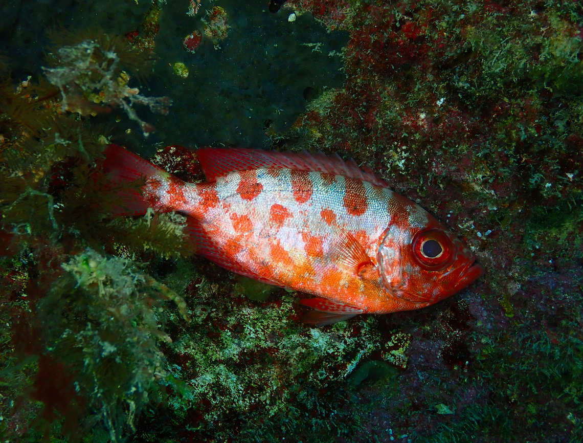 Glasseye - Heteropriacanthus cruentatus Diving in Sal, Cabo Verde.  Cape Verde,Fall,Geotagged,Glasseye,Heteropriacanthus cruentatus