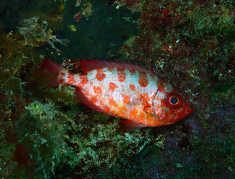 Glasseye - Heteropriacanthus cruentatus Diving in Sal, Cabo Verde.  Cape Verde,Fall,Geotagged,Glasseye,Heteropriacanthus cruentatus