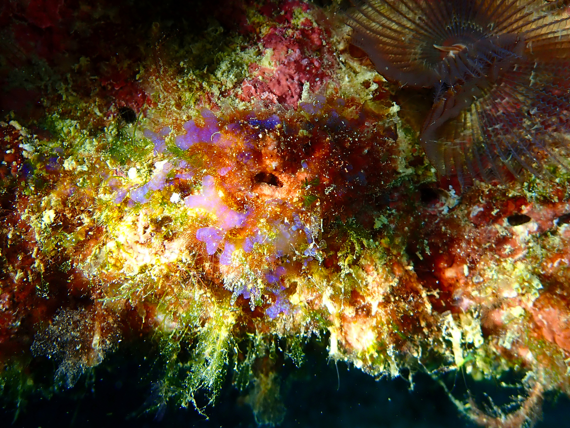 Dictyota humifusa Diving in Sal, Cabo Verde.  Cape Verde,Dictyota humifusa,Fall,Geotagged