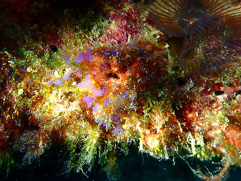 Dictyota humifusa Diving in Sal, Cabo Verde.  Cape Verde,Dictyota humifusa,Fall,Geotagged
