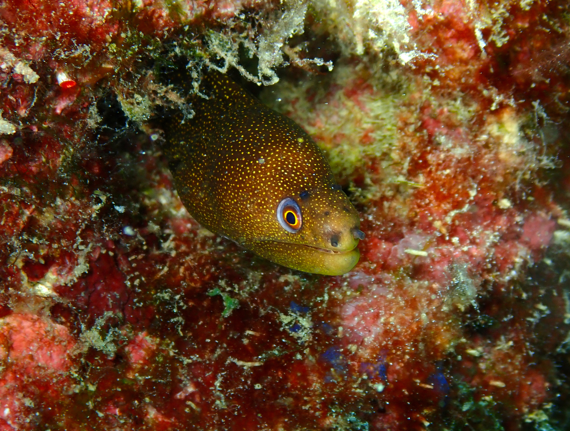 Goldentail moray - Gymnothorax miliaris Diving in Sal, Cabo Verde.  Cape Verde,Fall,Geotagged,Goldentail moray,Gymnothorax miliaris
