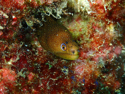 Goldentail moray - Gymnothorax miliaris Diving in Sal, Cabo Verde.  Cape Verde,Fall,Geotagged,Goldentail moray,Gymnothorax miliaris