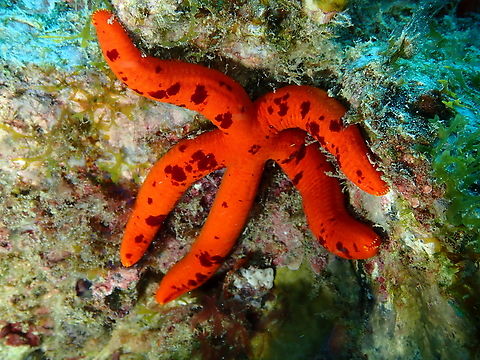 Ophidiaster ophidianus Diving in Sal, Cabo Verde. 
Wikipedia mentions it as Mediterranean but is also found in the East African Atlantic coast and islands. See;
https://www.researchgate.net/publication/357283949_A_pictorial_catalogue_of_the_shallow_water_starfish_species_of_Cabo_Verde_Echinodermata_Asteroidea Cape Verde,Fall,Geotagged,Ophidiaster ophidianus