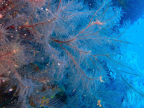 Black Coral -Antipathella wollastoni Diving in Sal, Cabo Verde.  Antipathella wollastoni,Black Coral,Cape Verde,Fall,Geotagged