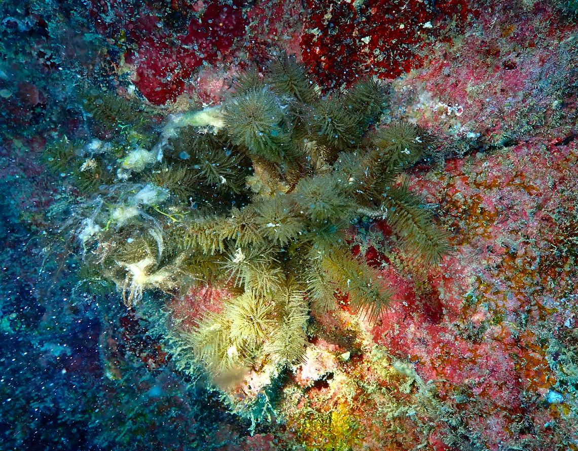 Black Coral - Tanacetipathes spinescens Diving in Sal, Cabo Verde.  Black Coral,Cape Verde,Fall,Geotagged,Tanacetipathes spinescens