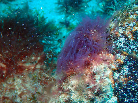 Red alga Cottoniella filamentosa Diving in Sal, Cabo Verde.  Cape Verde,Cottoniella filamentosa,Fall,Geotagged,Red alga Cottoniella filamentosa