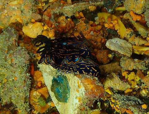 Felimare tema It is more commonly known as Hypselodoris_picta_verdensis but this is an unaccepted name accoding to WORMS database. The accepted name for the sp is Felimare tema:
https://www.marinespecies.org/aphia.php?p=taxdetails&id=597840
https://www.marinespecies.org/aphia.php?p=taxdetails&id=224362

Diving in Sal, Cabo Verde.  Cape Verde,Fall,Felimare tema,Geotagged