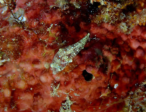 Apletodon barbatus ♀ Diving in Sal, Cabo Verde.  Apletodon barbatus,Barbel clingfish,Cape Verde,Fall,Geotagged