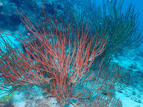 Leptogorgia gaini Diving in Sal, Cabo Verde.  Cape Verde,Fall,Geotagged,Leptogorgia gaini,Red Sea Fan