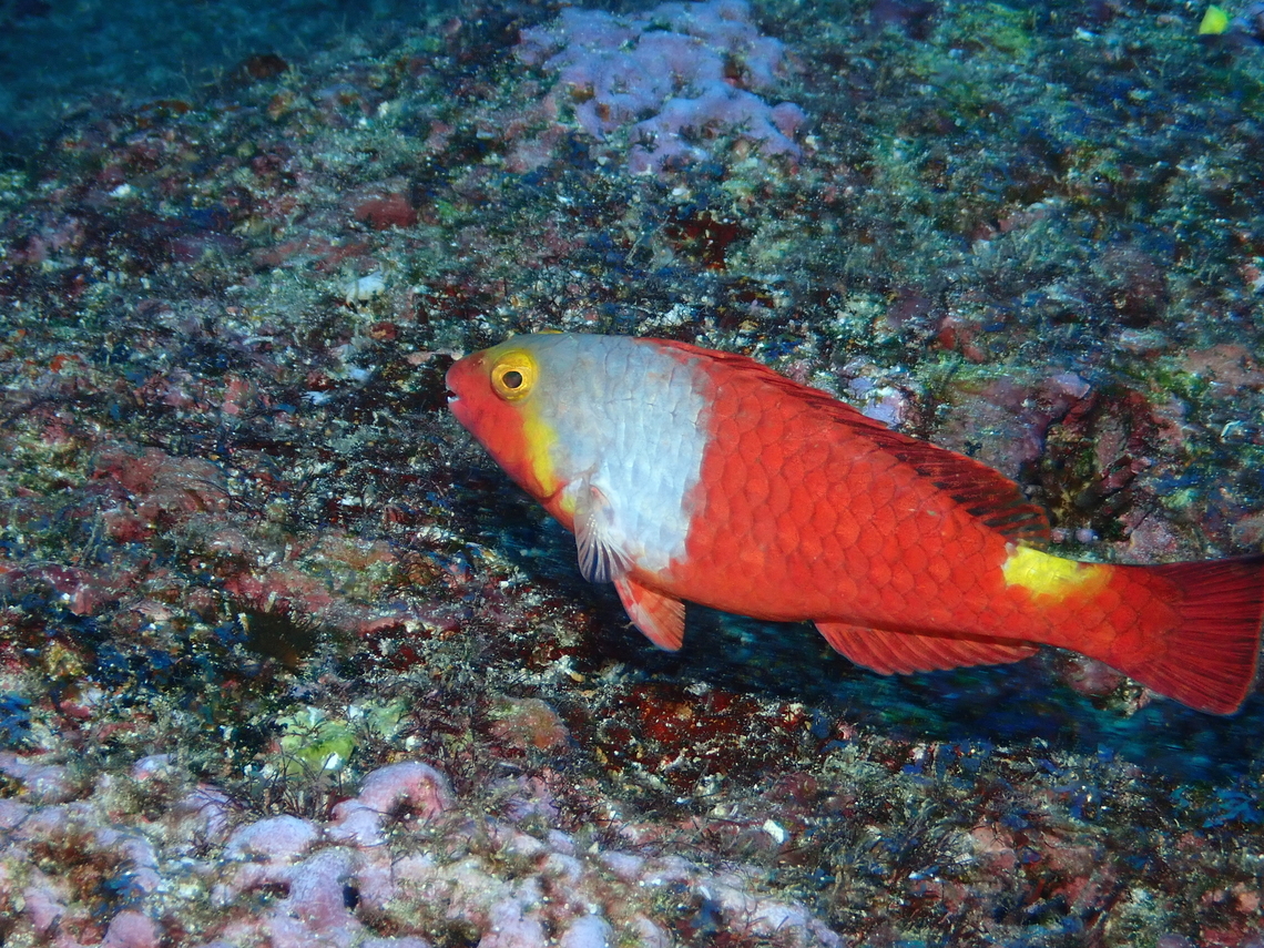 Mediterranean parrotfish - Sparisoma cretense With this colorful fish I wish Merry Xmas to the JD community! :-) Cape Verde,Fall,Geotagged,Mediterranean parrotfish,Sparisoma cretense