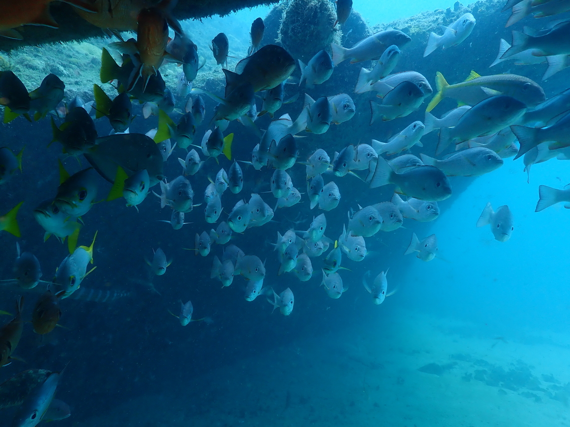 Golden African snapper - Lutjanus fulgens Is the school of fishes in the center toward the bottom. They are mixed with other species here.<br />
Diving in Sal, Cabo Verde. Cape Verde,Fall,Geotagged,Golden African snapper,Lutjanus fulgens