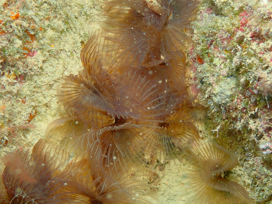 Acromegalomma vesiculosum Diving in Sal, Cabo Verde.  Acromegalomma vesiculosum,Cape Verde,Fall,Fan Worm,Geotagged