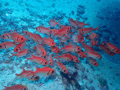 Blackbar soldierfish - Myripristis jacobus Diving in Sal, Cabo Verde.  Blackbar soldierfish,Cape Verde,Fall,Geotagged,Myripristis jacobus