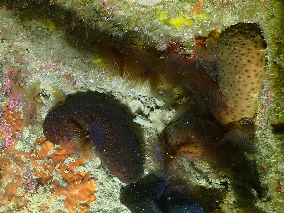 Holothuria stellati Diving in Sal, Cabo Verde.  Cape Verde,Fall,Geotagged,Holothuria stellati