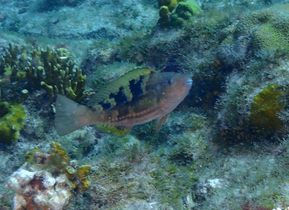 Scarus hoefleri ♀ Diving in Sal, Cabo Verde.  Cape Verde,Fall,Geotagged,Guinean parrotfish,Scarus hoefleri