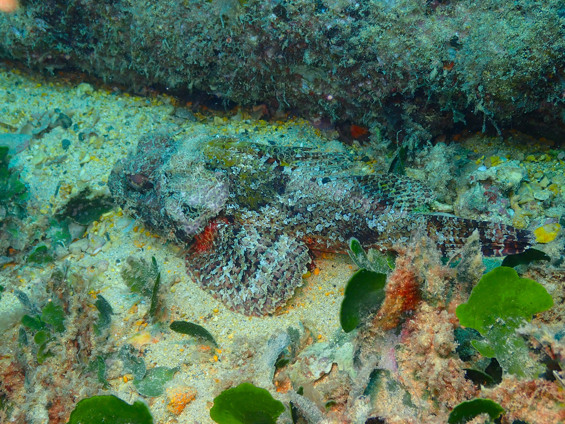 Senegalese rockfish -  Scorpaena laevis Seen in Sal, Cabo Verde. Cape Verde,Fall,Geotagged,Scorpaena laevis,Senegalese rockfish