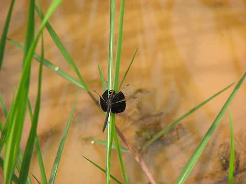 Neurothemis tullia In the moat of Banteay Srei temple, Cambodia.
ID by similarity to:
https://www.dragonflies-cambodia.com/dragonflies/Neurothemis_tullia.htm Cambodia,Geotagged,Neurothemis tullia,Pied Paddy Skimmer,Winter