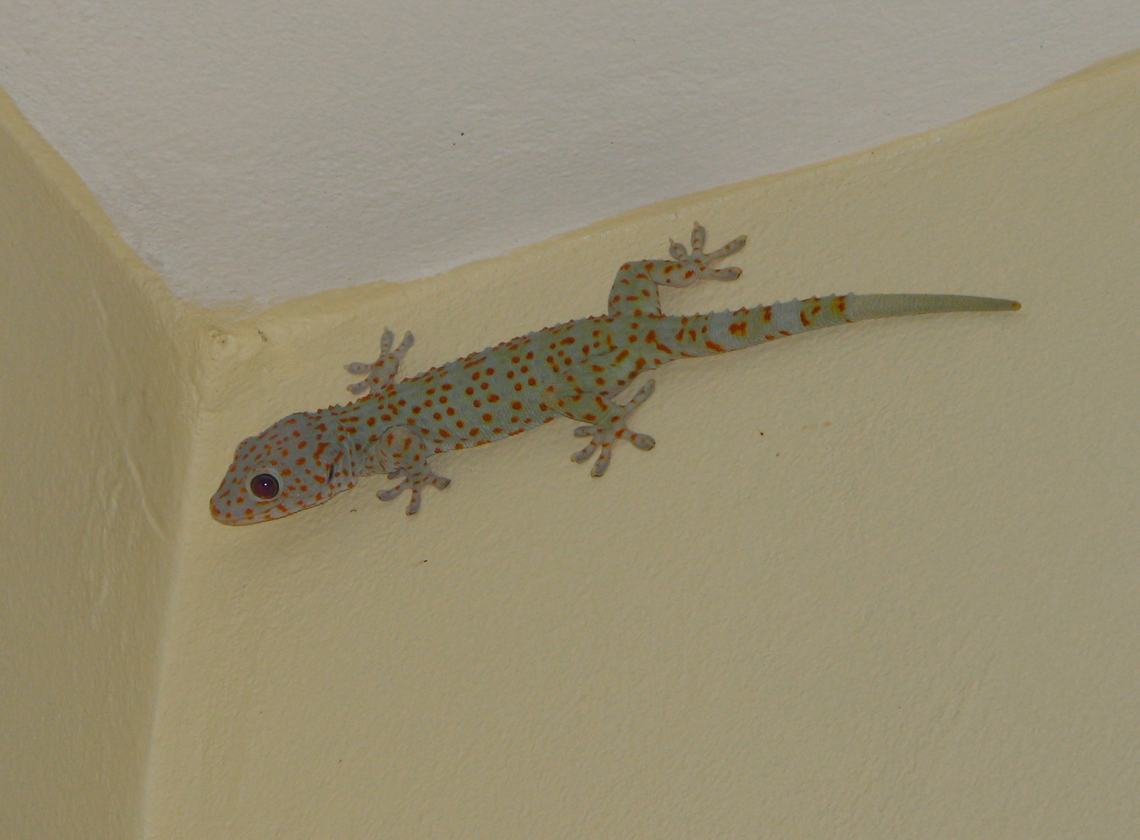 Tokay Gecko - Gekko gecko Siem Reap, Cambodia. Cambodia,Gekko gecko,Geotagged,Tokay gecko,Winter