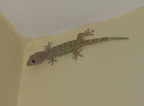 Tokay Gecko - Gekko gecko Siem Reap, Cambodia. Cambodia,Gekko gecko,Geotagged,Tokay gecko,Winter