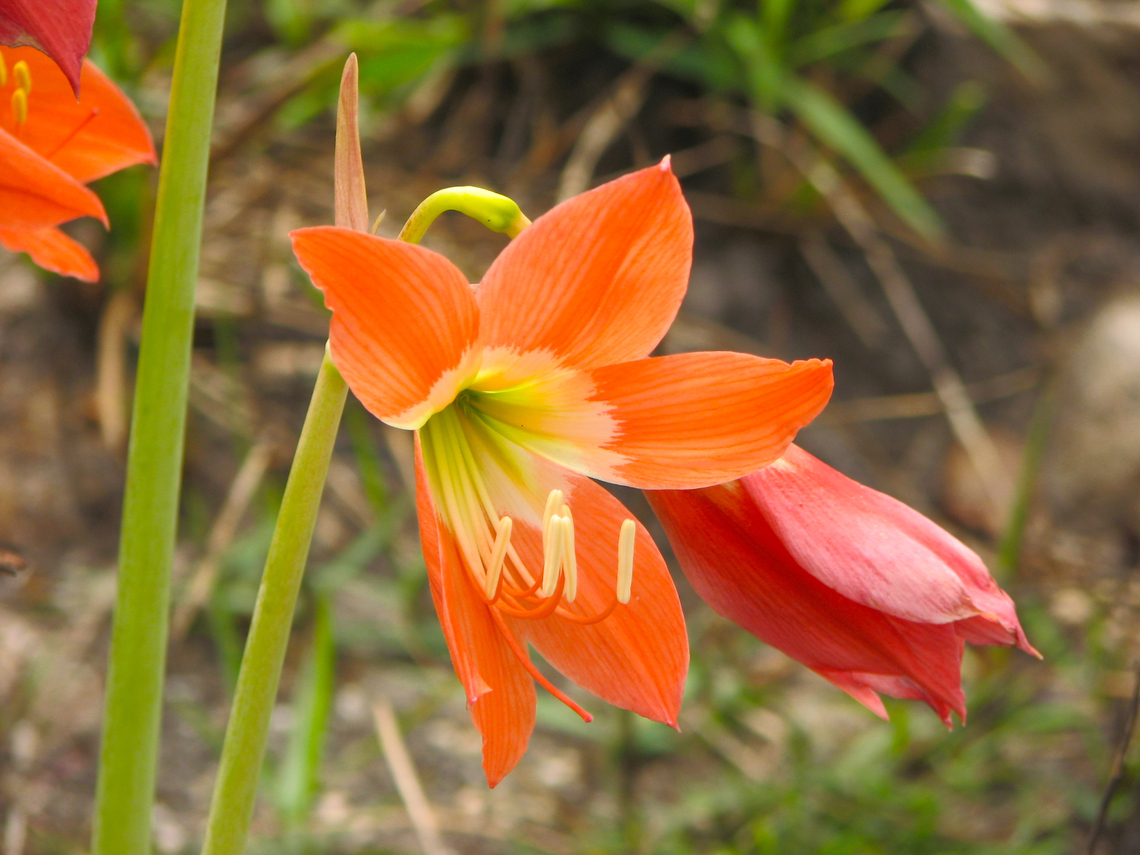 Barbados Lily - Hippeastrum puniceum Found in an abandoned hotel area where there had been a garden so that explains why this non native plant could be in this location. Bokor National Park, Cambodia. Cambodia,Geotagged,Hippeastrum puniceum,Winter