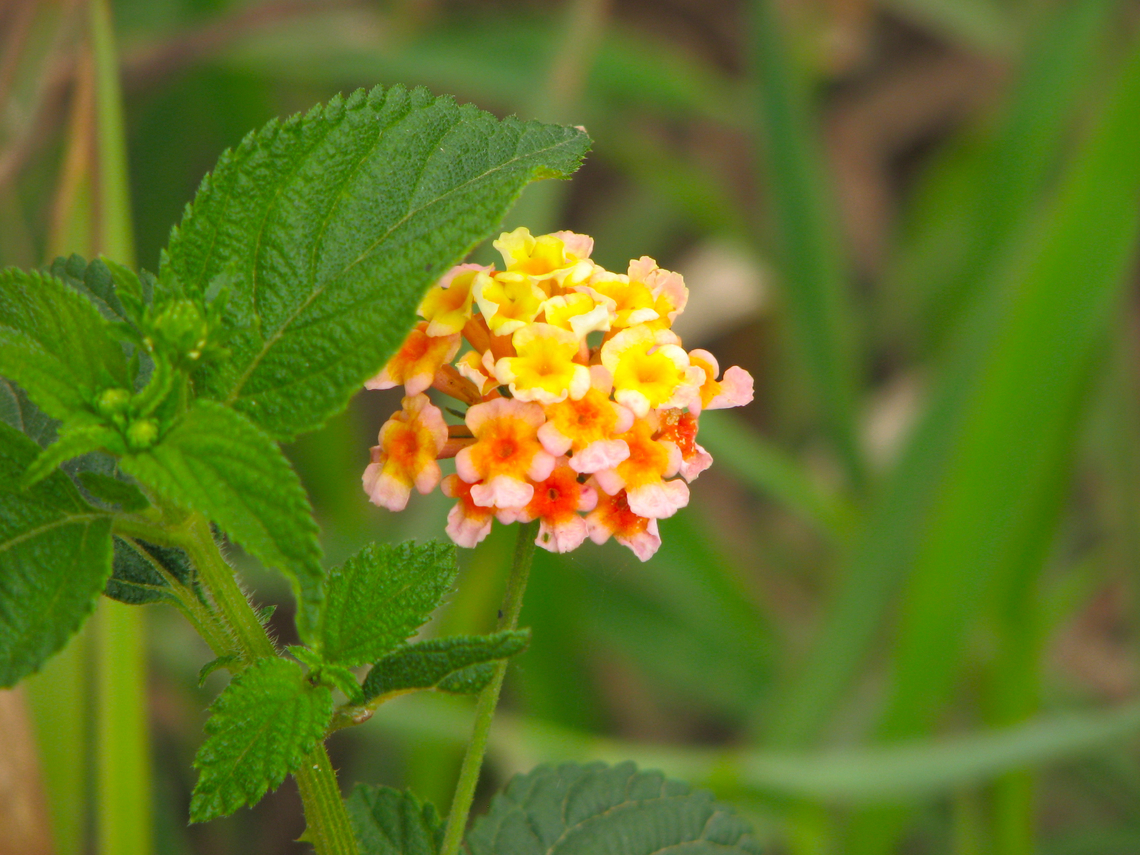 Common Lantana - Lantana camara Found in an abandoned hotel area. Bokor National Park, Cambodia.  Cambodia,Common Lantana,Geotagged,Lantana camara,Winter