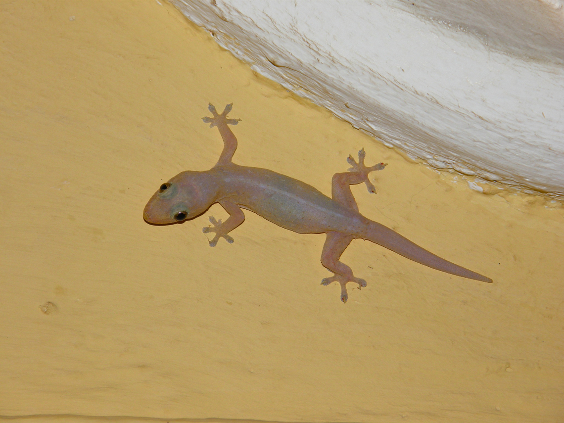 Common house gecko - Hemidactylus frenatus Kampot, Cambodia. Cambodia,Common house gecko,Geotagged,Hemidactylus frenatus,Winter