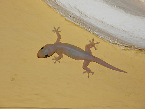Common house gecko - Hemidactylus frenatus Kampot, Cambodia. Cambodia,Common house gecko,Geotagged,Hemidactylus frenatus,Winter