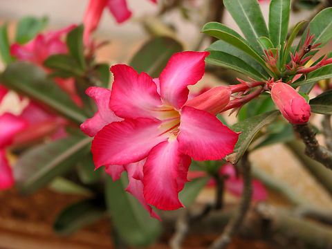 Desert rose - Adenium obesum Polom Temple, Phnom Penh, Cambodia Adenium obesum,Adenium obesum (Desert rose),Cambodia,Geotagged,Winter