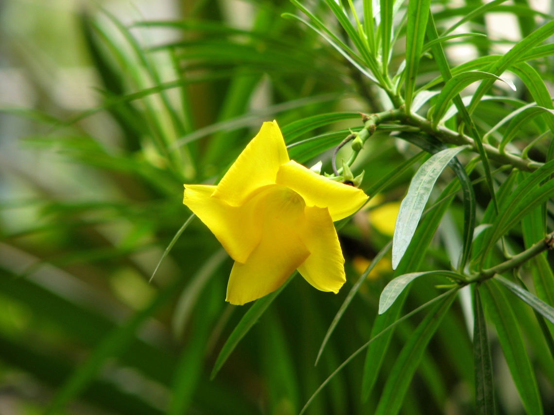 Be-still Tree,Cascabela thevetia/Thevetia peruviana Garden in Phnom Penh, Cambodia. Be-still Tree,Cambodia,Cascabela thevetia,Geotagged,Winter