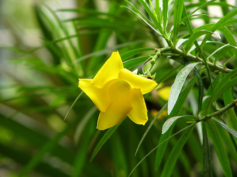 Be-still Tree,Cascabela thevetia/Thevetia peruviana Garden in Phnom Penh, Cambodia. Be-still Tree,Cambodia,Cascabela thevetia,Geotagged,Winter