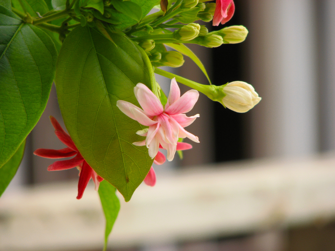Chinese honeysuckle - Combretum indicum Garden in Phnom Penh, Cambodia.  Cambodia,Chinese honeysuckle,Combretum indicum,Geotagged,Winter