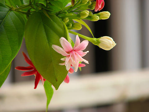 Chinese honeysuckle - Combretum indicum Garden in Phnom Penh, Cambodia.  Cambodia,Chinese honeysuckle,Combretum indicum,Geotagged,Winter