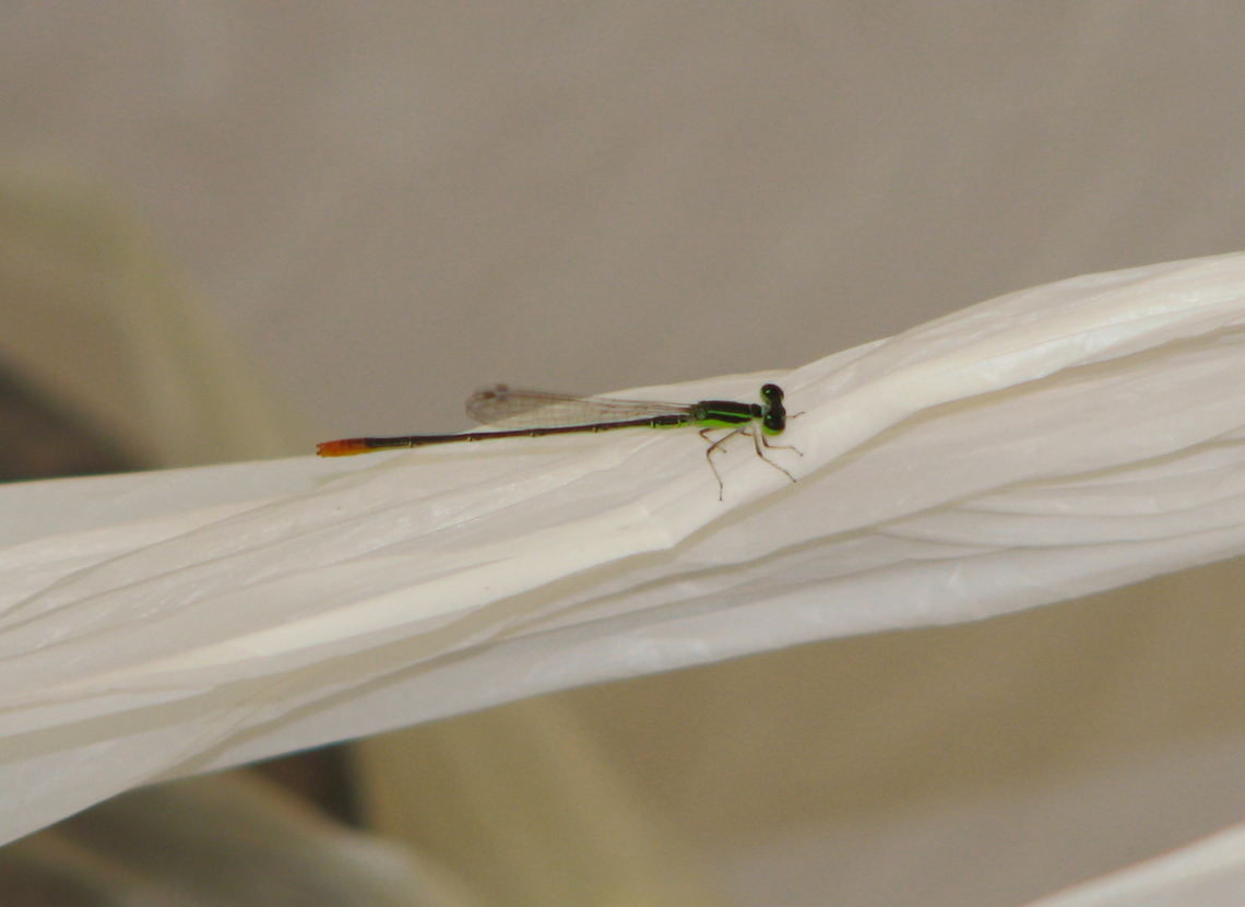 Pygmy wisp - Agriocnemis pygmaea Garden in Phnom Penh, Cambodia.  Agriocnemis pygmaea,Cambodia,Geotagged,Pygmy wisp,Winter