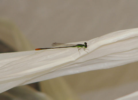 Pygmy wisp - Agriocnemis pygmaea Garden in Phnom Penh, Cambodia.  Agriocnemis pygmaea,Cambodia,Geotagged,Pygmy wisp,Winter