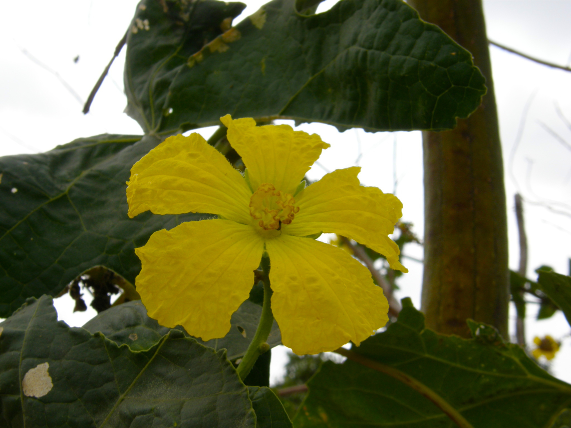 Sponge gourd - Luffa cylindrica Kampot pepper farm, Cambodia. Cambodia,Geotagged,Luffa cylindrica,Sponge gourd,Winter