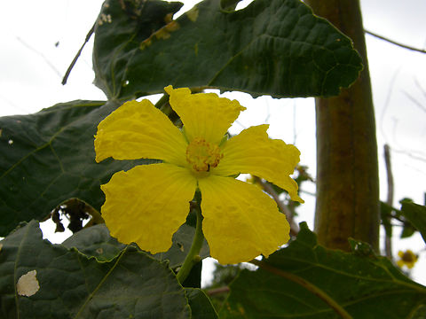 Sponge gourd - Luffa cylindrica Kampot pepper farm, Cambodia. Cambodia,Geotagged,Luffa cylindrica,Sponge gourd,Winter