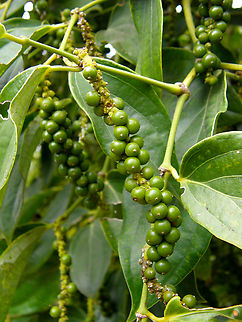 Black Pepper - Piper nigrum Kampot pepper farm, Cambodia.  Black pepper,Cambodia,Geotagged,Piper nigrum,Winter