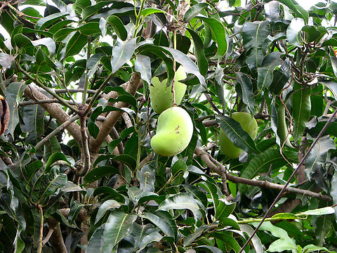 Mango - Mangifera indica Kampot pepper farm, Cambodia.  Cambodia,Geotagged,Mangifera indica,Mango,Winter