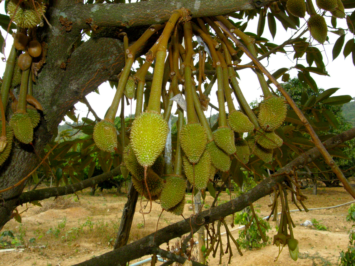 Durian - Durio zibethinus Kampot pepper farm, Cambodia.  Cambodia,Durio zibethinus,Geotagged,Winter