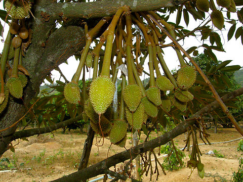 Durian - Durio zibethinus Kampot pepper farm, Cambodia.  Cambodia,Durio zibethinus,Geotagged,Winter
