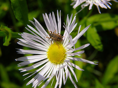 Clover leaf weevil - Hypera zoilus Olsztyn,Poland. Clover leaf weevil,Geotagged,Hypera zoilus,Poland,Summer