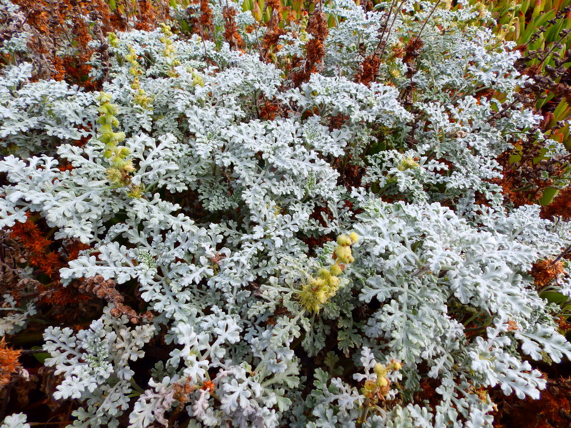 Jacobaea maritima Salinas River State Beach, CA, US Fall,Geotagged,Jacobaea maritima,United States