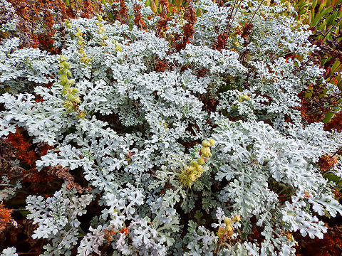 Jacobaea maritima Salinas River State Beach, CA, US Fall,Geotagged,Jacobaea maritima,United States