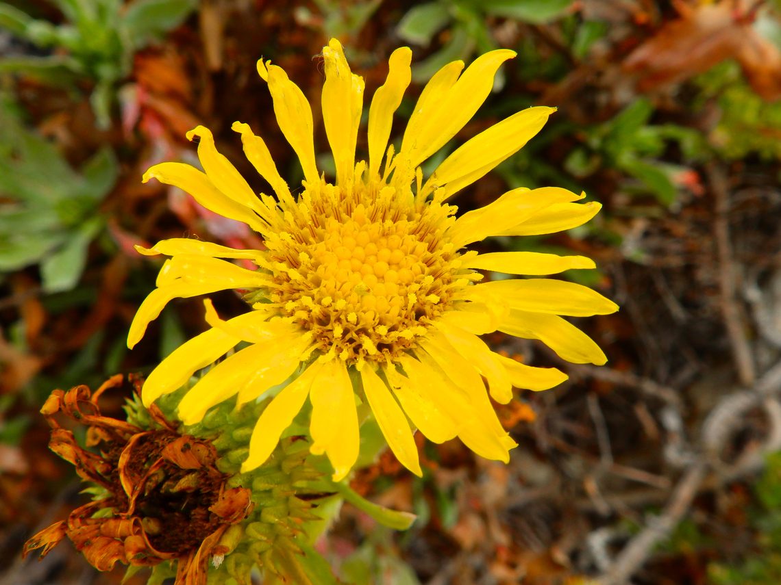 Grindelia stricta Salinas River State Beach, CA, US Fall,Geotagged,Grindelia stricta,Oregon Gumplant,United States