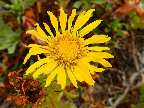 Grindelia stricta Salinas River State Beach, CA, US Fall,Geotagged,Grindelia stricta,Oregon Gumplant,United States
