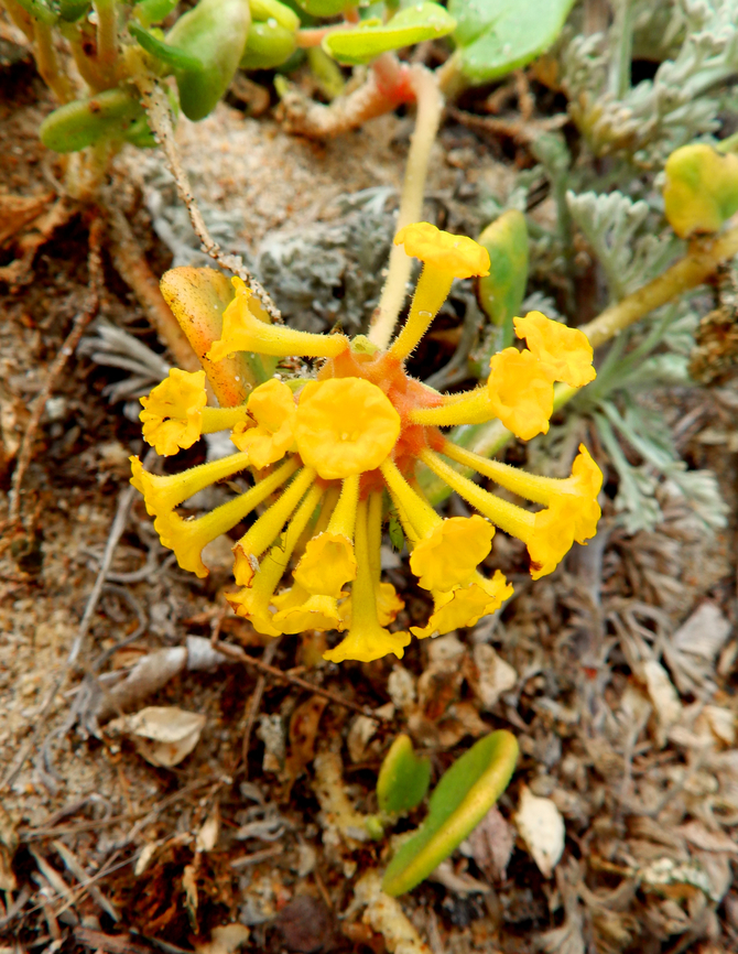 Yellow Sand-verbena - Abronia latifolia Salinas River State Beach, CA, US Abronia latifolia,Fall,Geotagged,United States,Yellow Sand-verbena