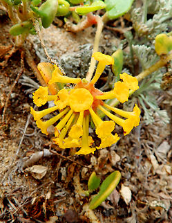 Yellow Sand-verbena - Abronia latifolia Salinas River State Beach, CA, US Abronia latifolia,Fall,Geotagged,United States,Yellow Sand-verbena