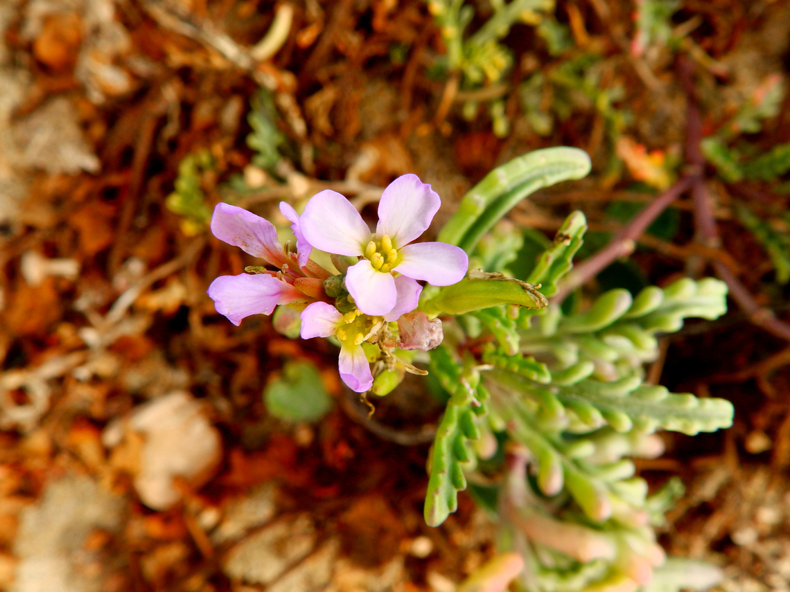 Cakile maritima Salinas River State Beach, CA, US Cakile maritima,Fall,Geotagged,United States